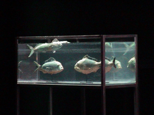 Orpheus, illegal 008